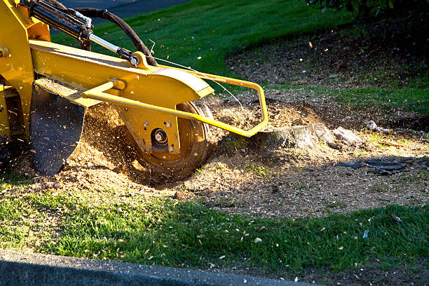 How Our Tree Care Process Works  in  Walnut Park, CA